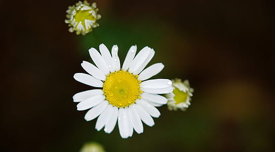 Ox Eyed Daisy thumbnail