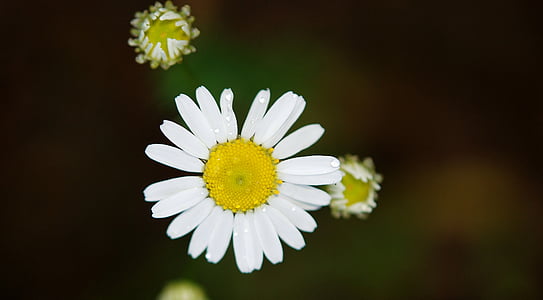 closeup photo of daisy flower thumbnail