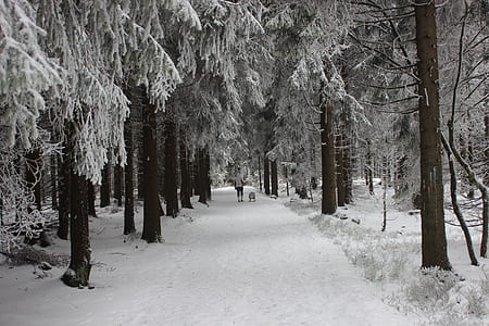 pine trees covered with snows during daytime thumbnail