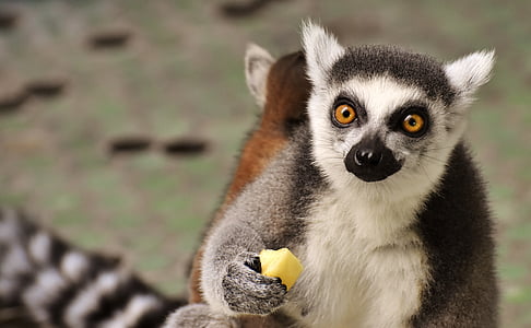 white, gray, and brown lemur holding cheese thumbnail