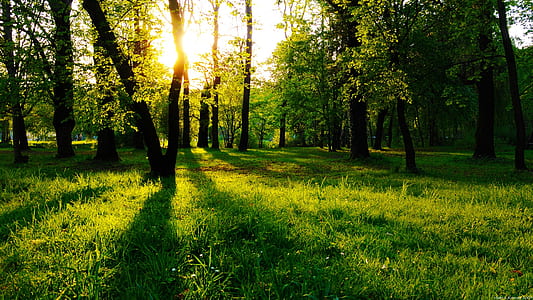 green grass in forest during golden hour thumbnail