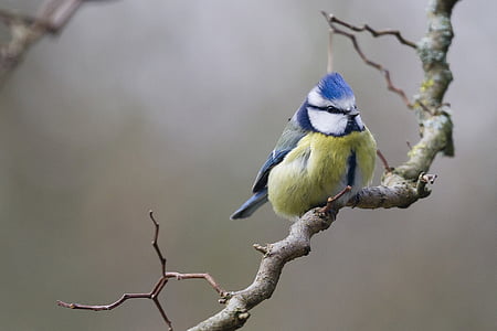 green, white, and blue small Blue Jay bird on tree thumbnail