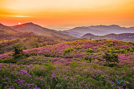 flower garden under orange sky thumbnail