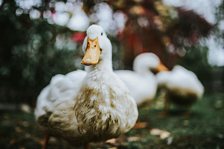 White ducks on the grass thumbnail