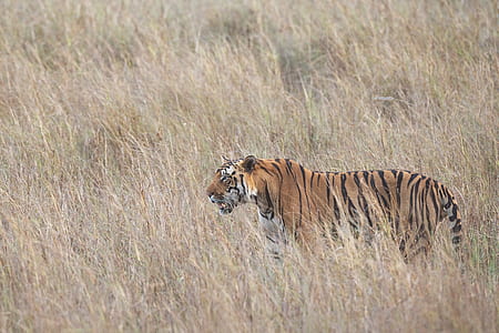 closeup photo of tiger thumbnail