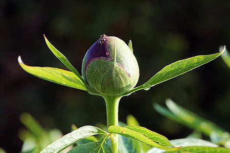 selective focus photo of green leafed plant thumbnail