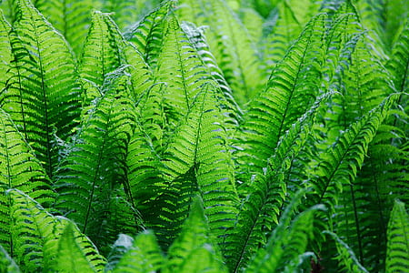 green leafed plants thumbnail