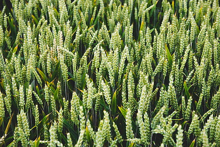 green plants thumbnail