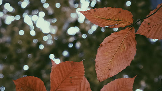 selective focus photo of brown leaves thumbnail