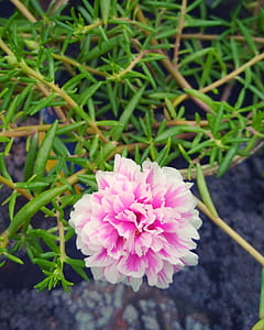 Pink and White Petal Flower thumbnail