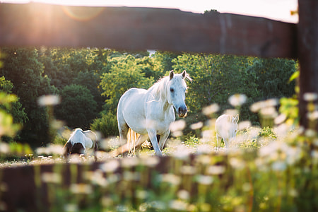 white horse on green grass ground thumbnail