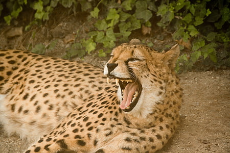brown and black leopard lying on the field thumbnail