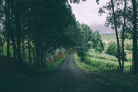 Empty Road thumbnail
