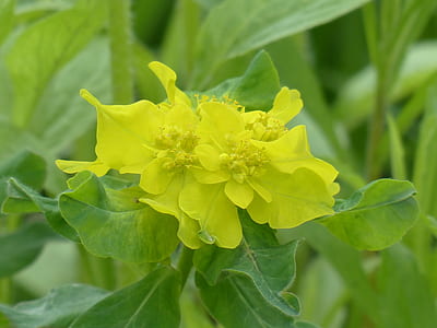 closeup photography of two yellow petaled flowers thumbnail