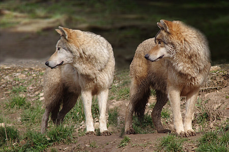 two brown wolves on brown field closeup photography thumbnail