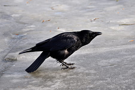 black raven on gray floor thumbnail