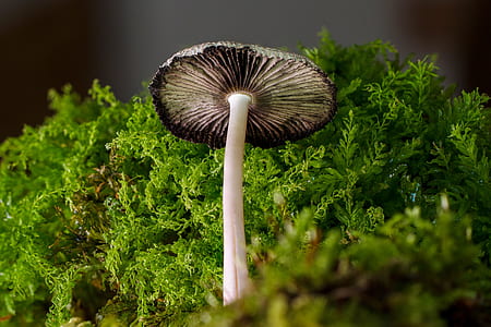 white mushroom thumbnail