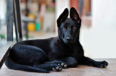 closeup photo of cierny sery puppy lying on tiled floor thumbnail
