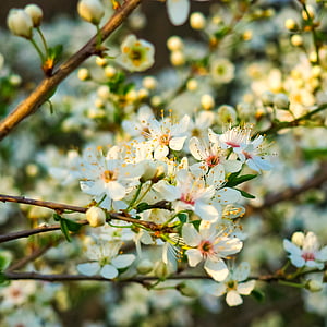 white, pink, and yellow flowers thumbnail