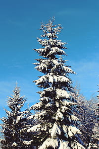 cold, snow, light, nature thumbnail
