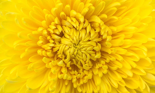yellow chrysanthemum flower in closeup photo thumbnail