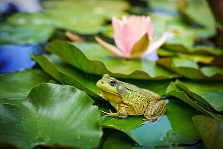 green frog on top of green lily plant thumbnail