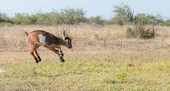 brown goat kit jumping over grass thumbnail