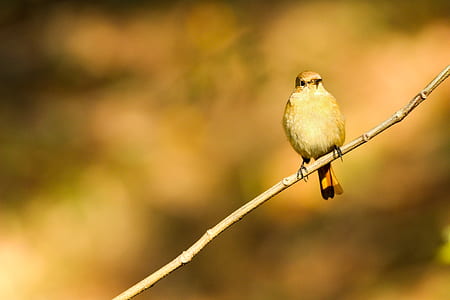 brown bird on tree branch thumbnail