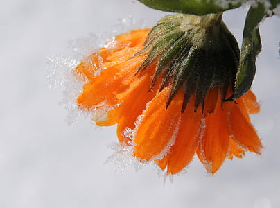 orange daisy flower in closeup photography thumbnail