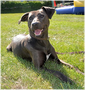 dog lying on grass thumbnail