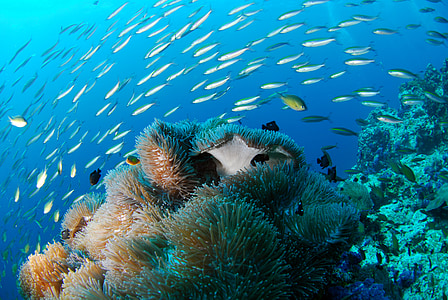 underwater photography of group of fish thumbnail