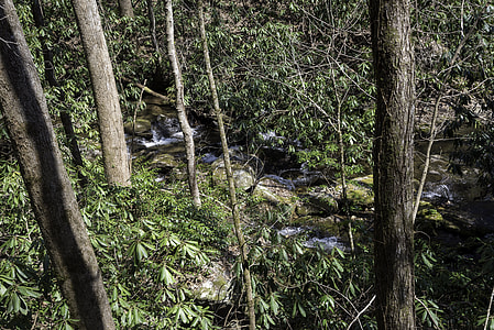 Stream through the woods in Chattahoochee-Oconee national forest, Georgia thumbnail