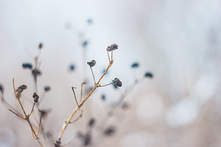 macro shot photo of brown plant thumbnail