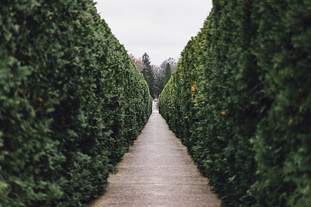 green leafed plants thumbnail