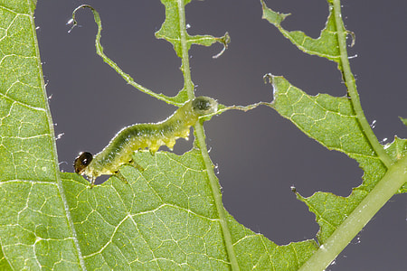 Sawflies Larvae, Caterpillar thumbnail