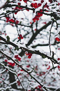 cherry fruit on tree branches thumbnail