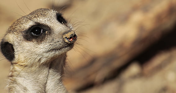 closeup photo of meerkat thumbnail