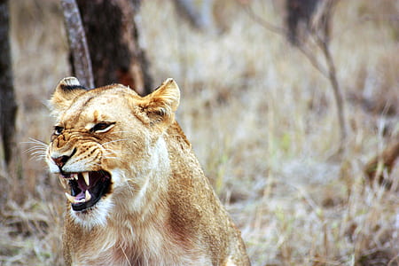 brown lion beside tree thumbnail