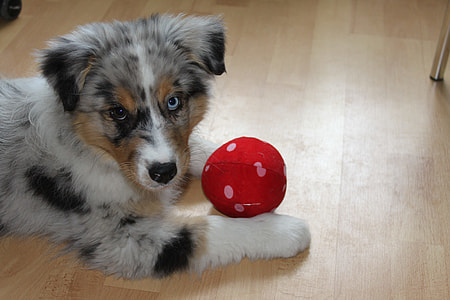 long coated gray and tan puppy near red ball thumbnail
