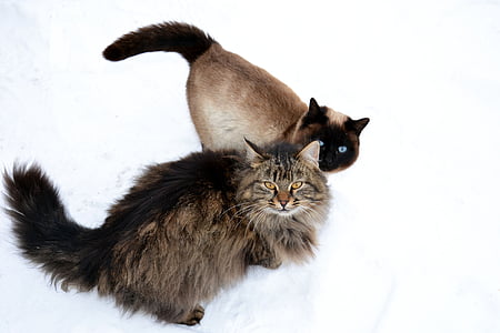 two brown and black cats thumbnail
