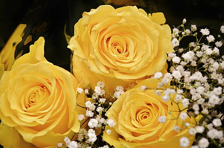 three yellow roses thumbnail