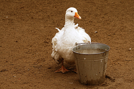 white duck behind gray steel bucket thumbnail
