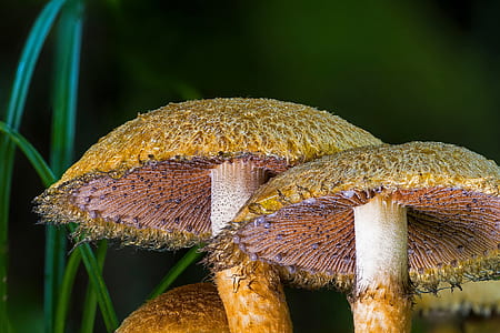 close-up photography of brown mushrooms thumbnail
