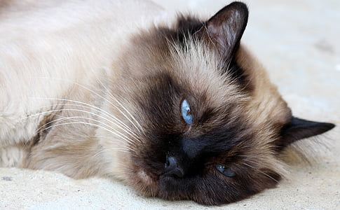 Siamese cat laying on sand thumbnail