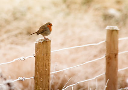 brown bird on fence thumbnail