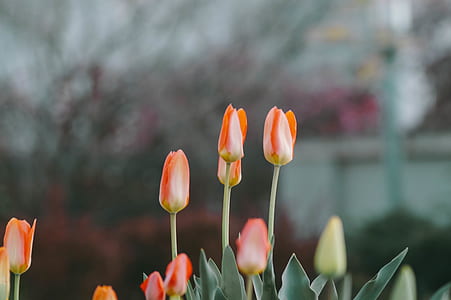 close-up photography of orange flowers thumbnail
