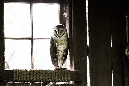 white and gray owl perching on wooden framed glass window thumbnail