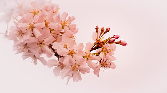 pink flower bouquet thumbnail
