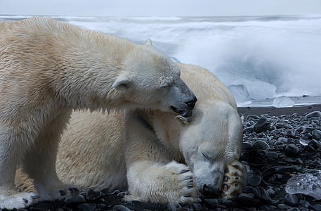 two white polar bears near melting ice thumbnail