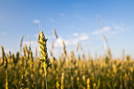 barley stalks during daytime thumbnail